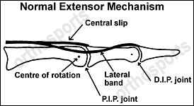 extensor tendon mechanism 